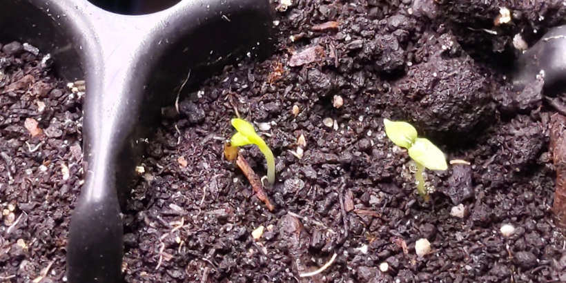 Two tiny potato seedlings in a plastic grow tray