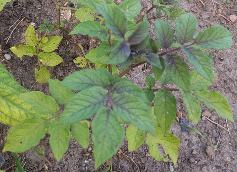 Photo of this potato plant growing in my garden